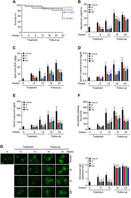 Effect of Combined Mycophenolate and Rapamycin Treatment on Kidney Fibrosis in Murine Lupus Nephritis